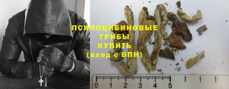 дарнет шоп  Бирюч  Галлюциногенные грибы Psilocybe 